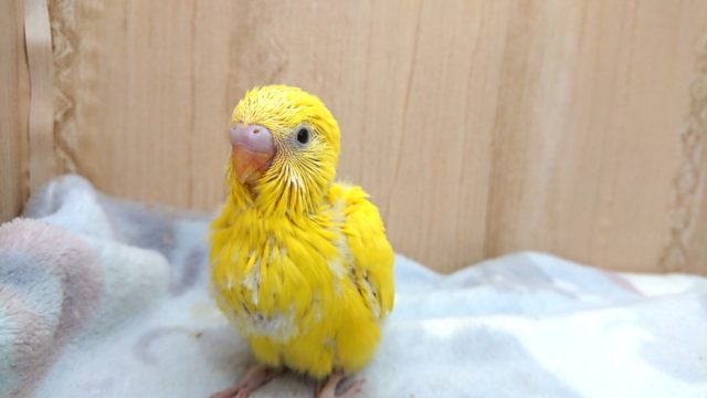 黄色の黒目さんっ　セキセイインコ　ダブルファクター