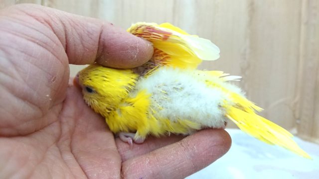 セキセイインコ