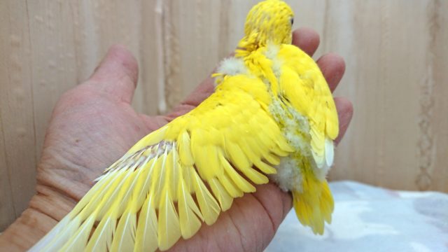 セキセイインコ