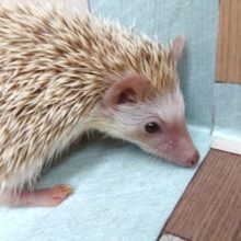 気持ち良さそうです☆寝顔が。　ハリネズミ　シナモン～～
