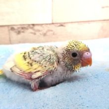 美カラーです☆　セキセイインコ　パステルレインボーパイド
