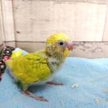 ふんわりとしたカラー　セキセイインコ、スパングルです！！