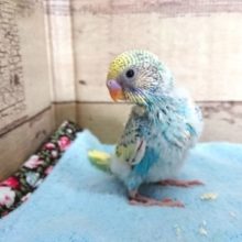 不思議カラーです！　セキセイインコ　パステルレインボーパイド〜