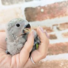 コザクラインコさん入荷～♪(ブルーチェリー)