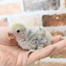 コザクラインコさん入荷～♪(シナモン)