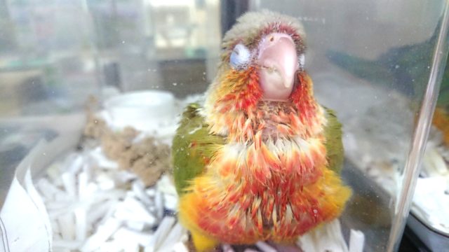 ホオミドリウロコインコ