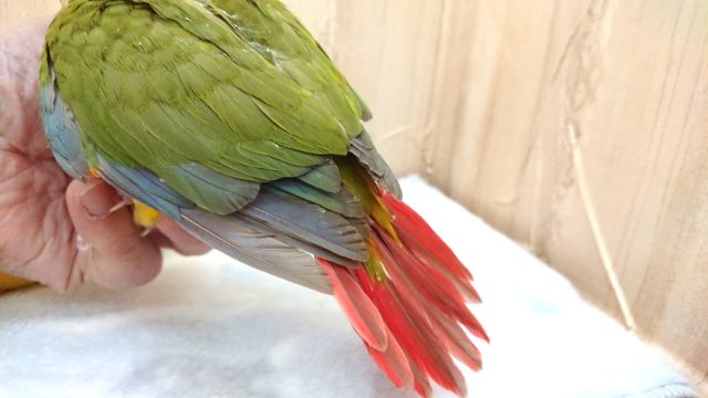 ホオミドリウロコインコ