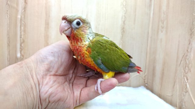 ホオミドリウロコインコ