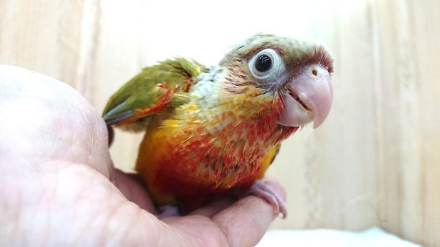 ホオミドリウロコインコ