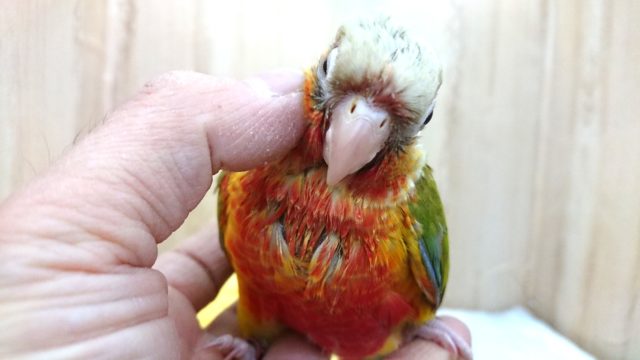 ホオミドリウロコインコ