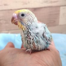 爽やかカラーでｺﾞｻﾞｲﾏｽ　セキセイインコ　パステルレインボー　〜〜