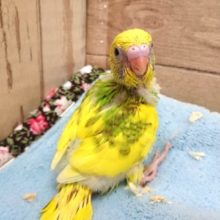 見返り美鳥〜☆　セキセイインコ　スパングルパイドーー