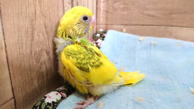 セキセイインコ