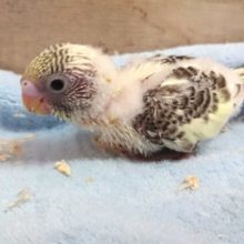 久々！セキセイインコ　４色ハルクィン　2021　３月１２日
