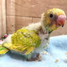 あざやか！！セキセイインコ　スパングルー～　2021　３月１２日