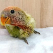 ｷﾚｲなコザクラです！　オパーリンになりますっ