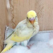 超美っ！　セキセイインコ　ハルクィン～～