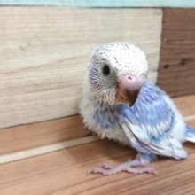 気になる方っ　お早めに。　セキセイインコ　スパングル～～