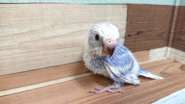 気になる方っ　お早めに。　セキセイインコ　スパングル～～