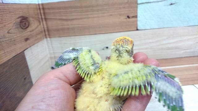 コザクラインコ（小桜インコ）