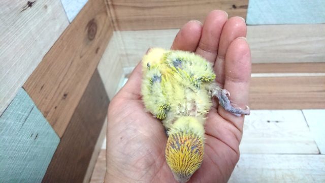 コザクラインコ（小桜インコ）