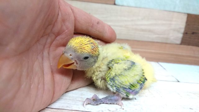 コザクラインコ（小桜インコ）