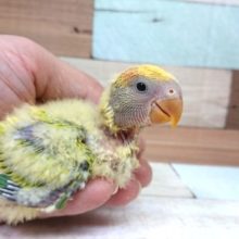 初入荷ですねぇ～～　コザクラインコ　タイガーオパーリン！