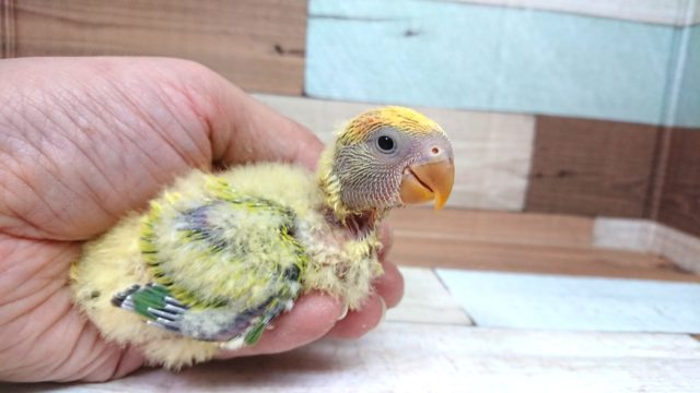 初入荷ですねぇ～～　コザクラインコ　タイガーオパーリン！