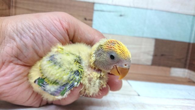 コザクラインコ（小桜インコ）