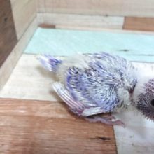 お待たせのーー　セキセイインコ　ライラックでｺﾞｻﾞｲﾏｽ