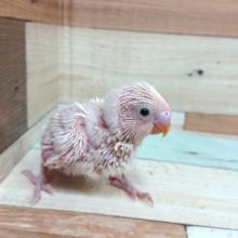わたわたの真っ白ちゃん！セキセイインコ　ダブルファクター
