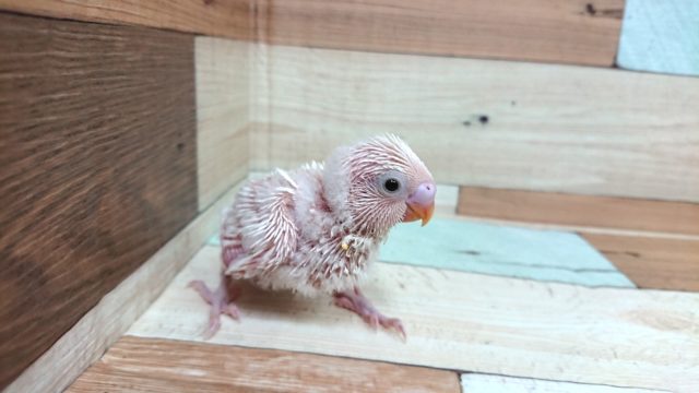 わたわたの真っ白ちゃん！セキセイインコ　ダブルファクター