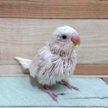 人気！！セキセイインコ　ダブルファクター～～☆