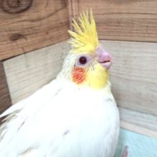 むちむち～しっかりバディのオカメインコ～ルチノーです