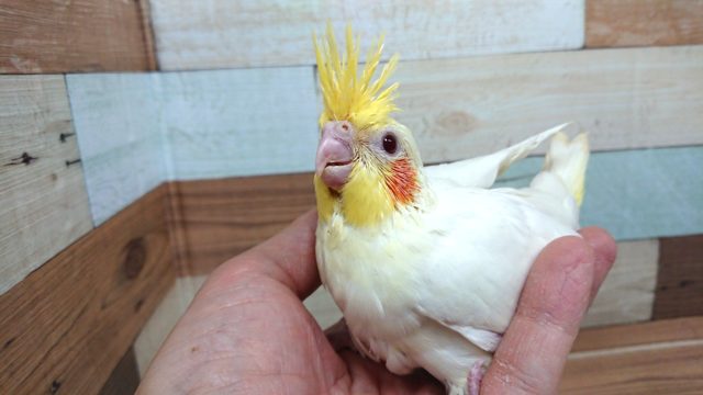 オカメインコ