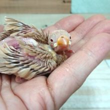 男のコ？女のコ？？どちらかな～　シナモン文鳥～～