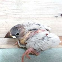 明るいグレーがキレイです！ シルバー文鳥～～