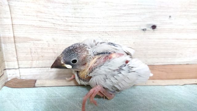 明るいグレーがキレイです！ シルバー文鳥～～