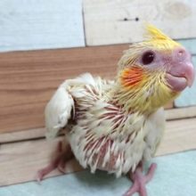 オカメスマイルです☆ オカメインコ ルチノー～～
