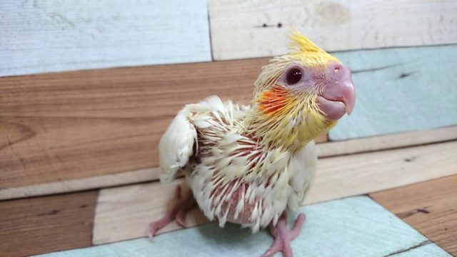 オカメスマイルです☆ オカメインコ ルチノー～～