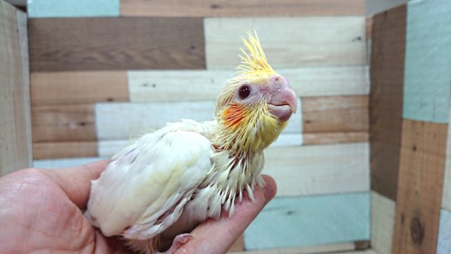 オカメインコ