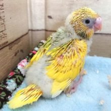 スパングルパイド！セキセインコ、やってきました♪