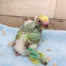 エメラルドグリーン多めっ　キレイねっ　セキセイインコ　パステルレインボー