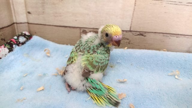 エメラルドグリーン多めっ　キレイねっ　セキセイインコ　パステルレインボー