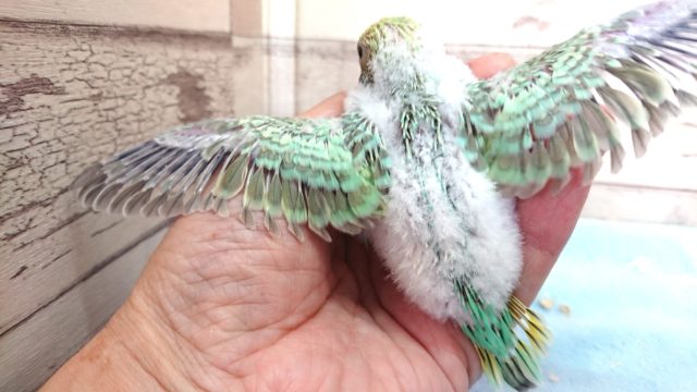 セキセイインコ