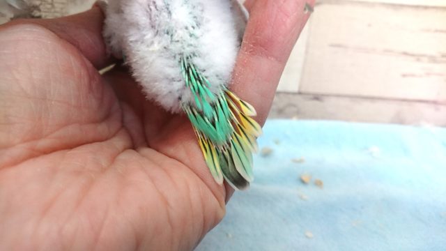 セキセイインコ