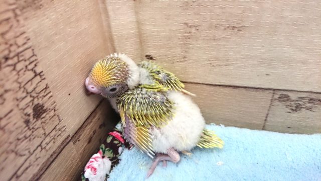 セキセイインコ