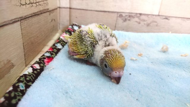 ぬくもり大好きっ☆☆セキセイインコ　スパングルパイド〜