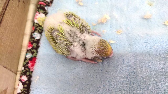 セキセイインコ