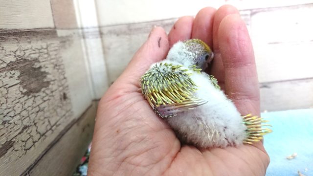 セキセイインコ